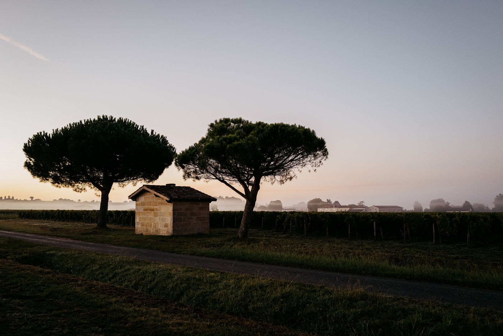 Stone pines and vineyards in Saint-Émilion at dawn